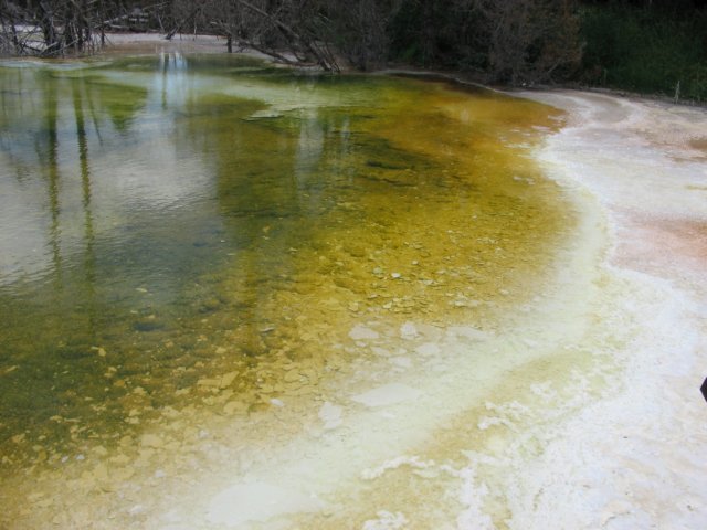mammothhotspringscanaryspringcloseup.jpg
